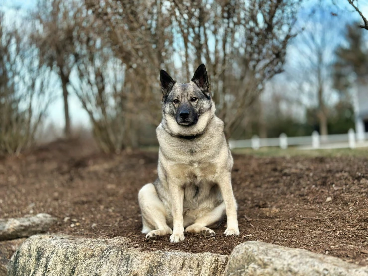 a large dog sitting in dirt area next to a fence