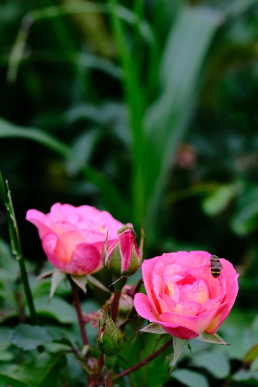 three pink flowers, one with a bee on it