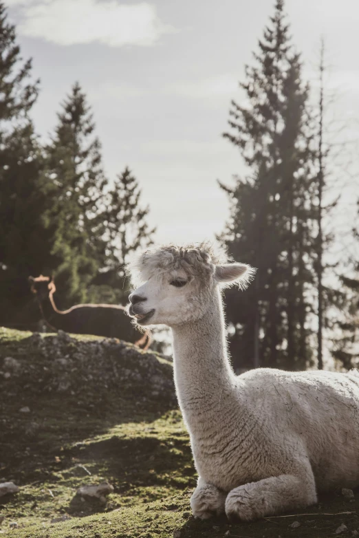 the alpaca is standing in front of a tree