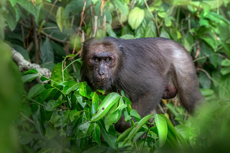 a monkey standing in the brush near some trees