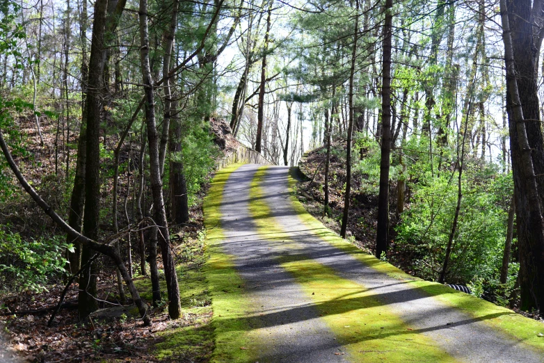 a narrow road with bright green grass and trees on either side