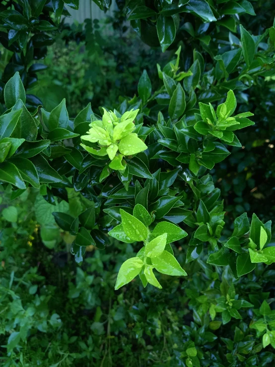 a green bush filled with lots of green leaves