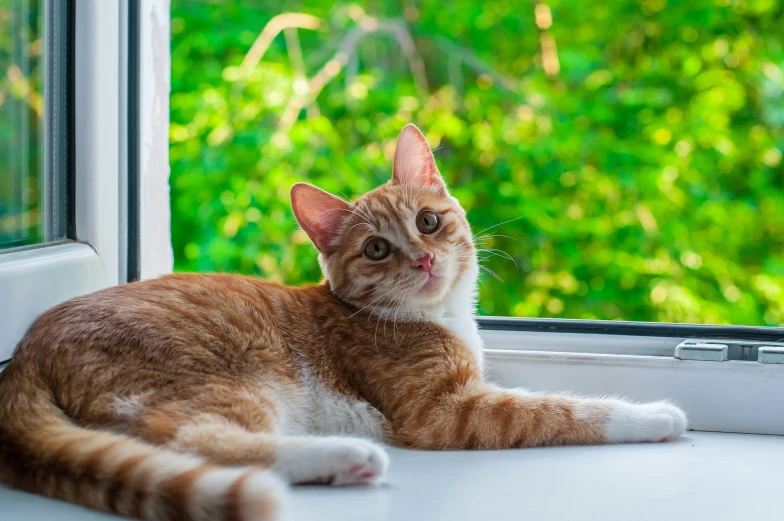 a cat laying on a windowsill next to a window