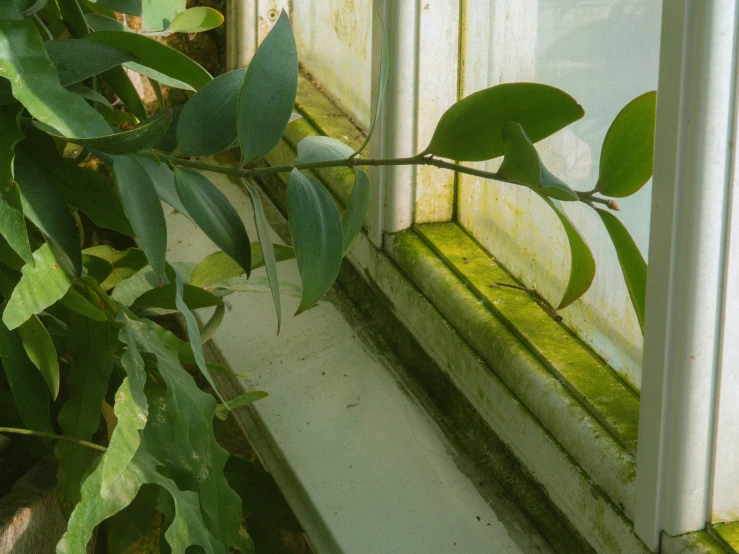 a plant in a vase in front of a window