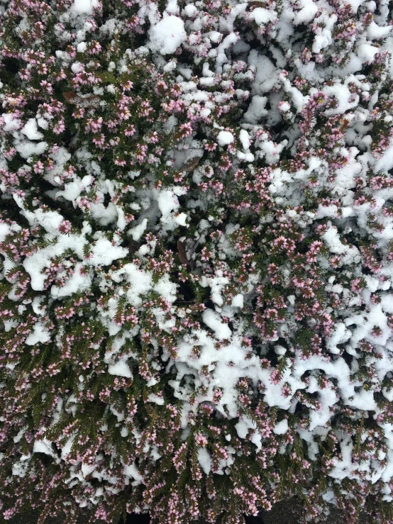 snow on the top of a tree near some grass