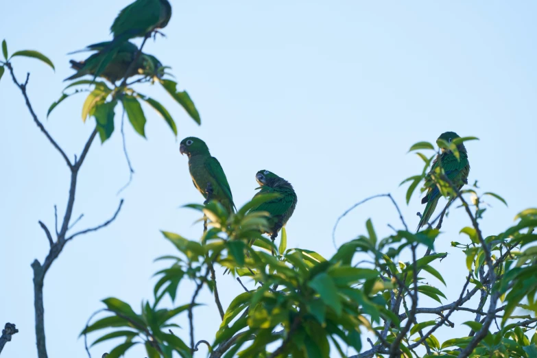 there are many green parrots perched on the top of trees