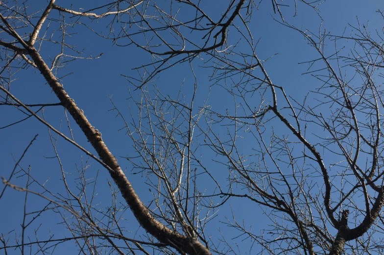 some nches are covered in water droplets as seen against a blue sky