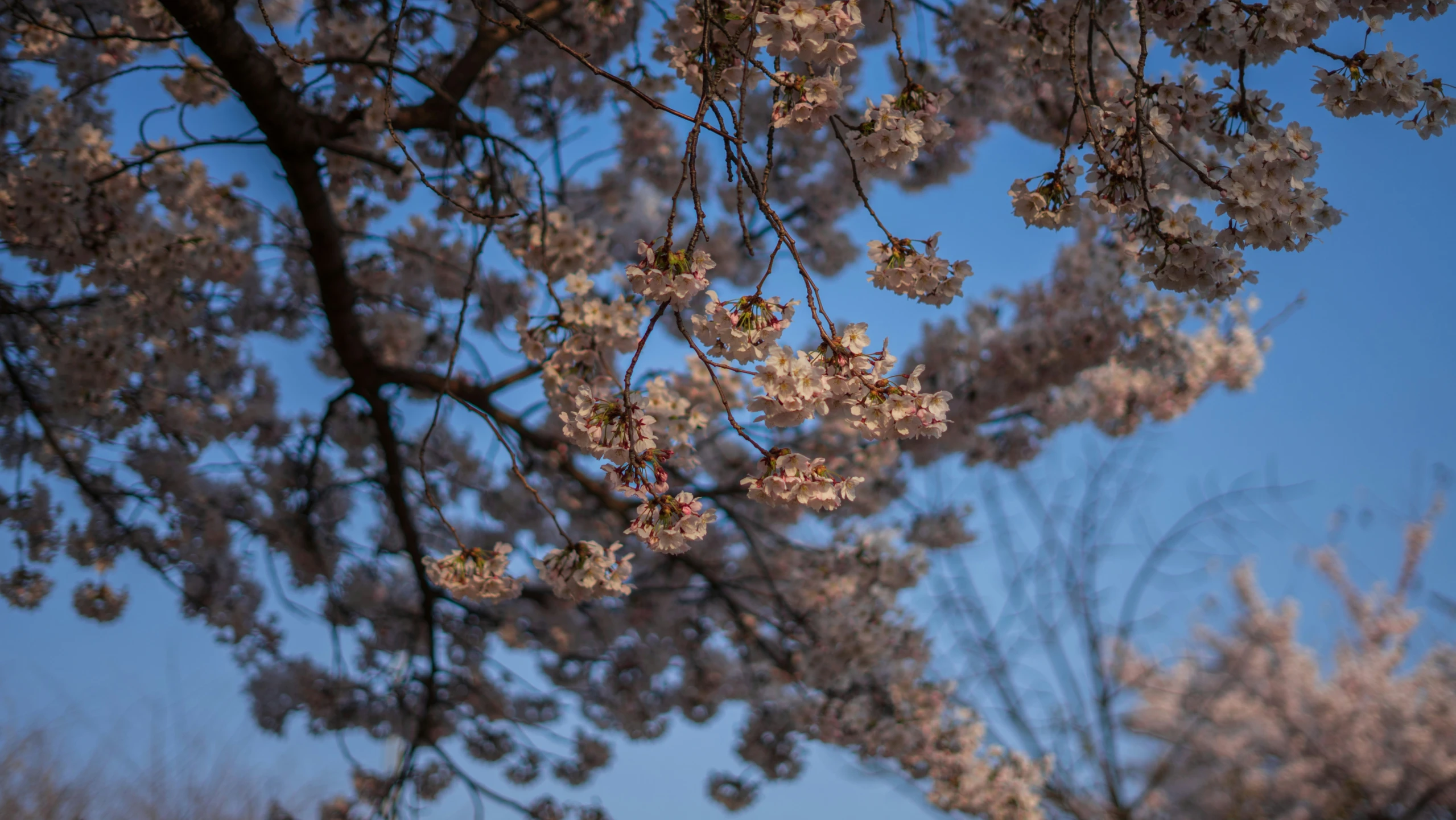 pink flowers are in bloom in a tree