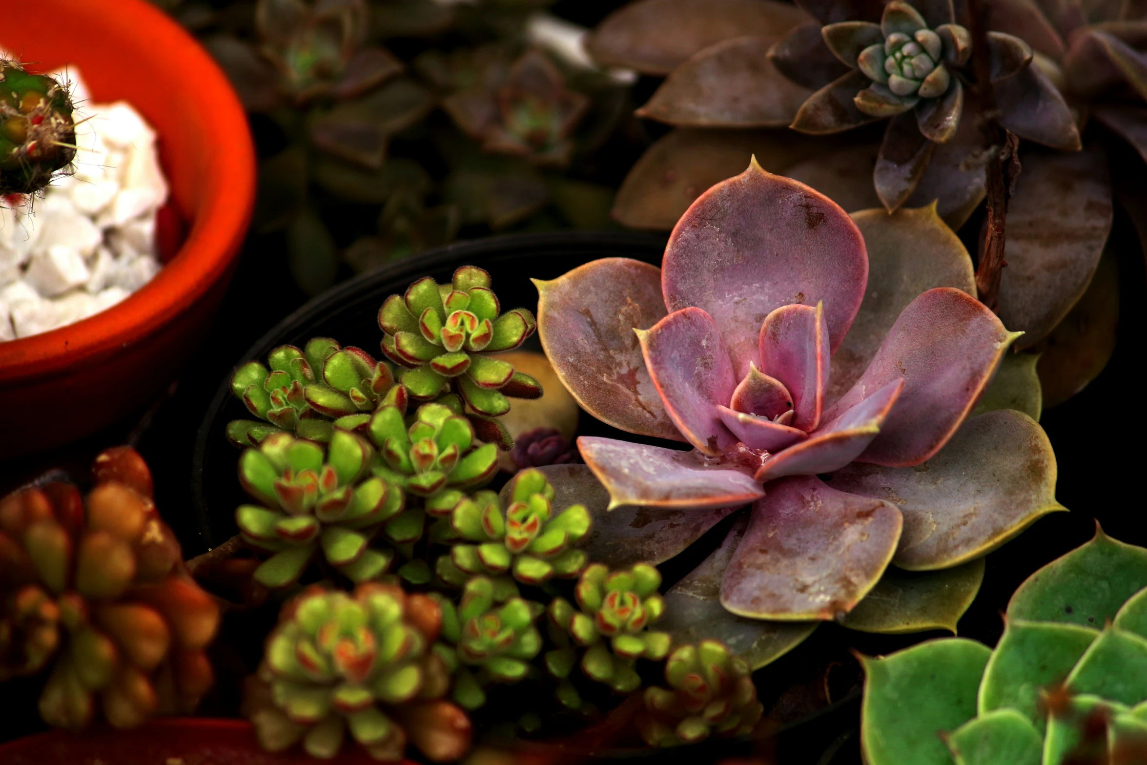 a bunch of succulents with one potted plant in the middle of them