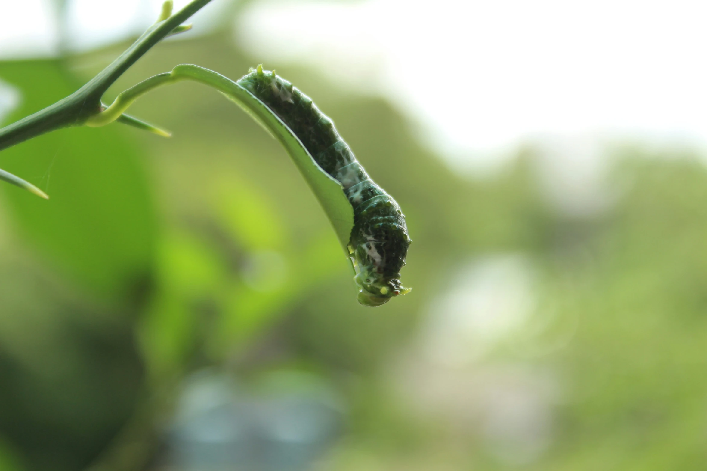 a closeup po of a caterpillar attached to a green plant