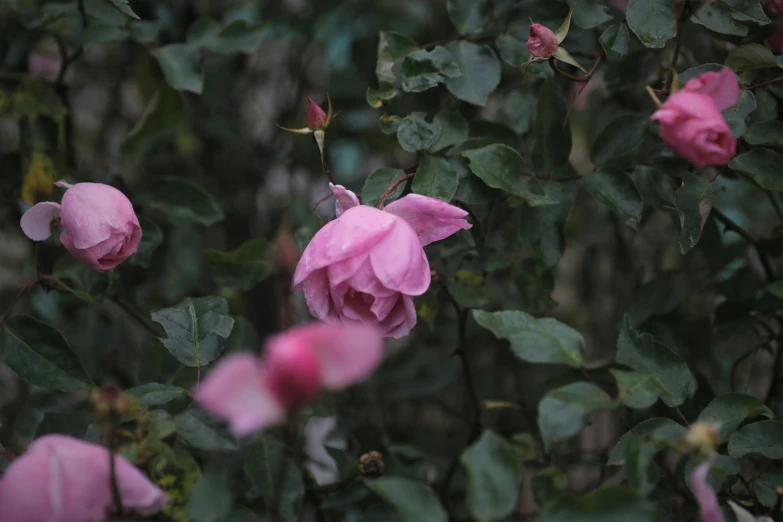 several flowers with green leaves and pink blooms