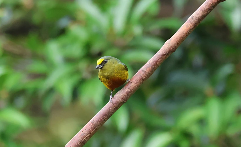 a yellow bird sits on top of a nch