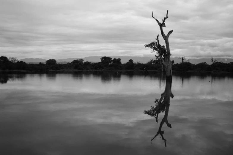 there is a tree that is sitting in the water