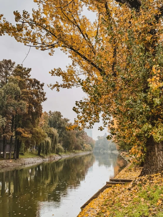 there are many trees on the other side of this waterway