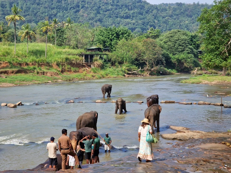 some elephants and people are in the water