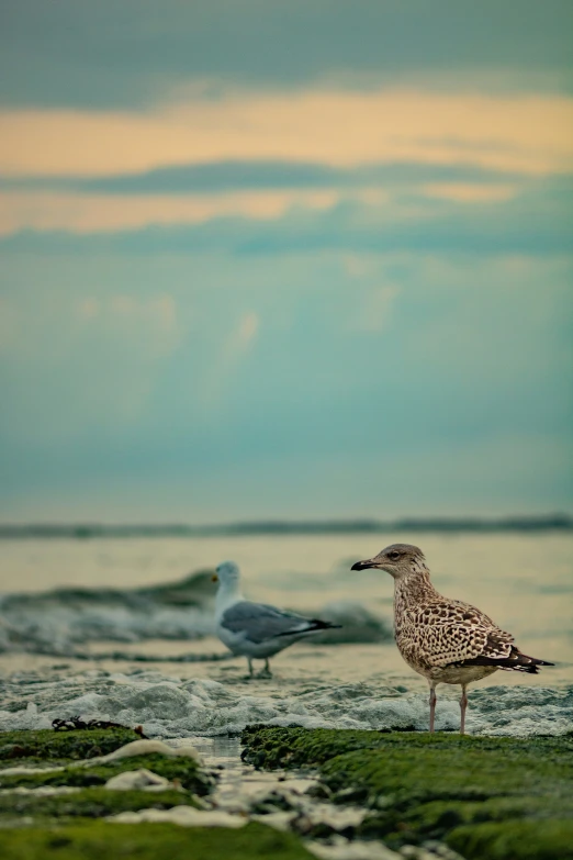 two birds are standing in the grass by the water