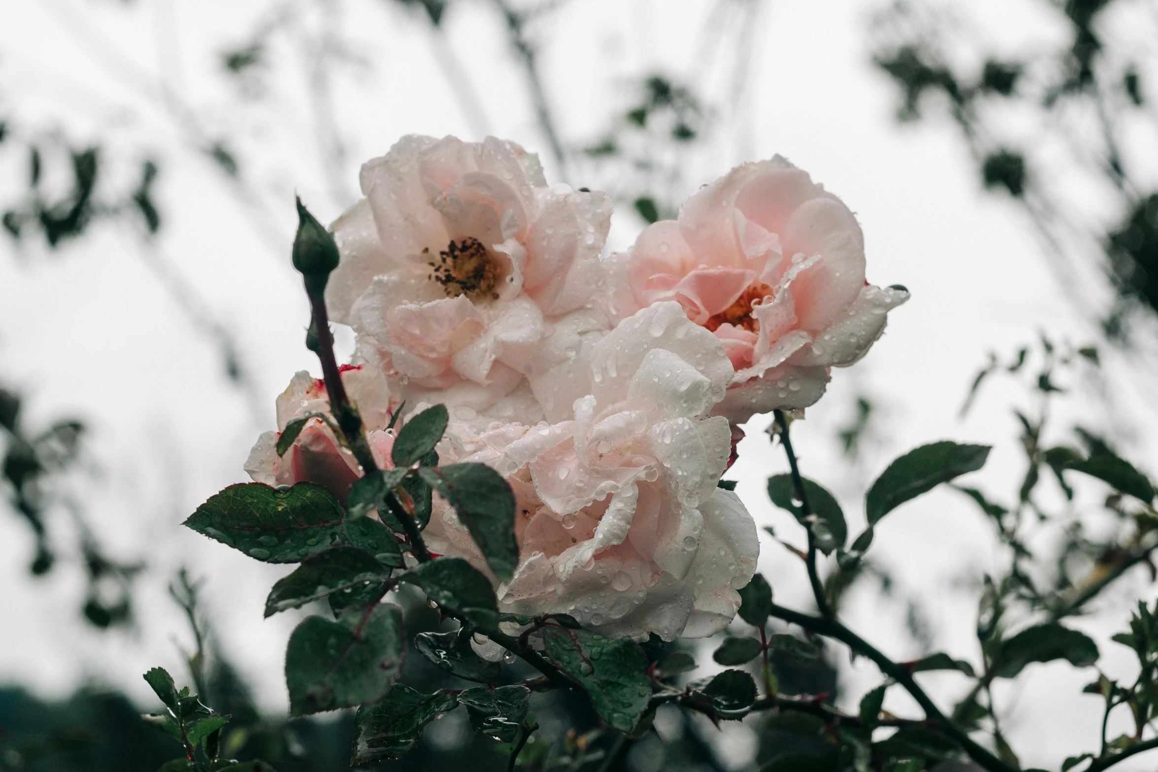 an image of flowers in the rain