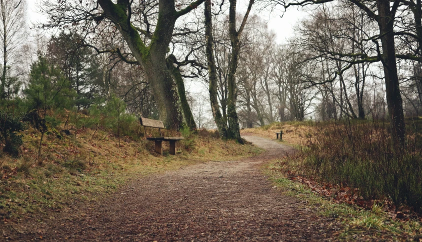 a wooden bench is in the woods