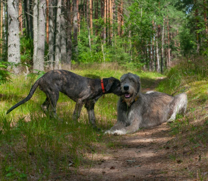 two dogs that are standing near each other