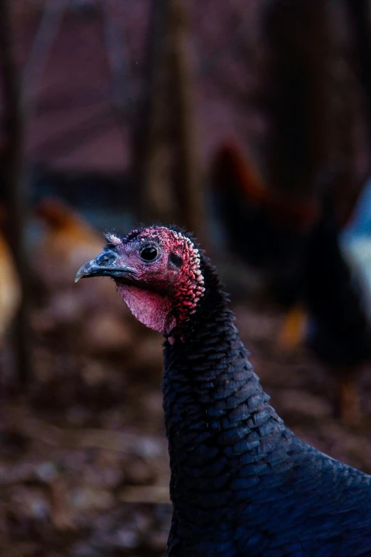 closeup of an extreme closeup of the head of a black and red hen