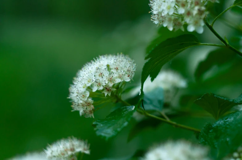 some white flowers are by some green leaves