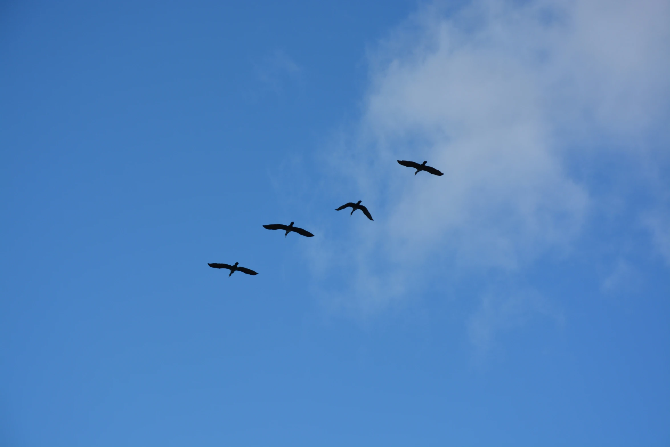 three birds fly high in the sky