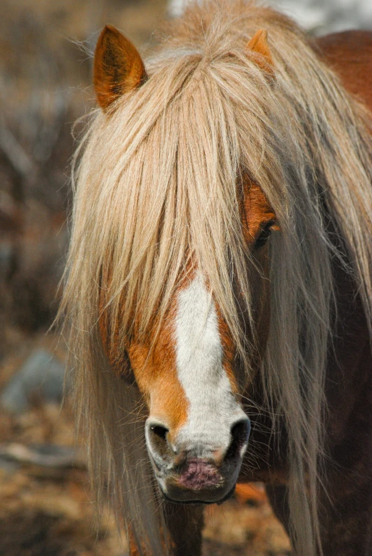 a brown and white horse with long blond hair