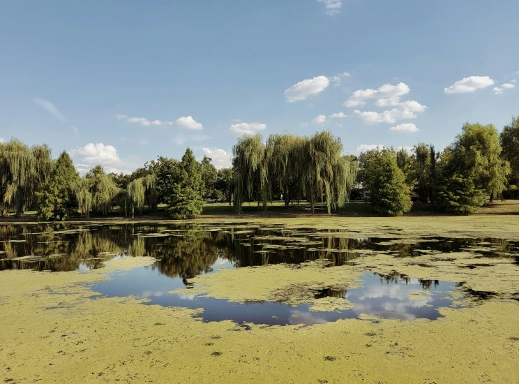 the water is very shallow and very green