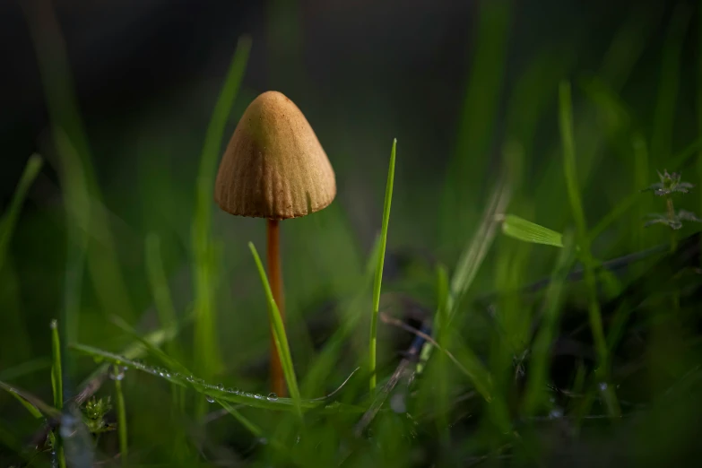 a single brown mushroom on grass with dew