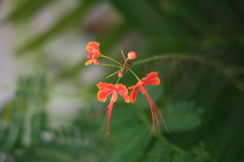 red flowers on a green stem with many leaves