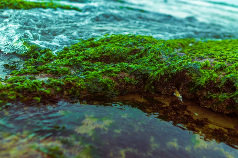 a moss covered rock in a body of water