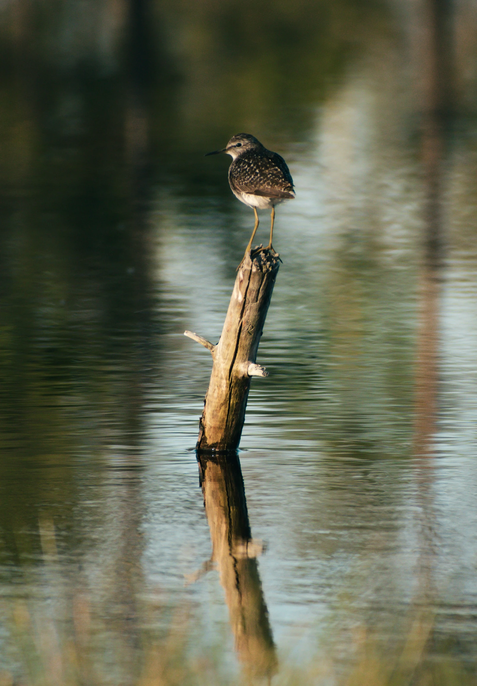 bird perched on log standing in water reflecting trees