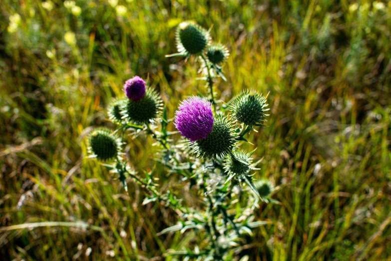 the small purple flower has just bloomed