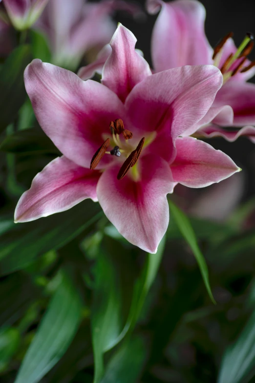 pink flowers bloom in the sun light