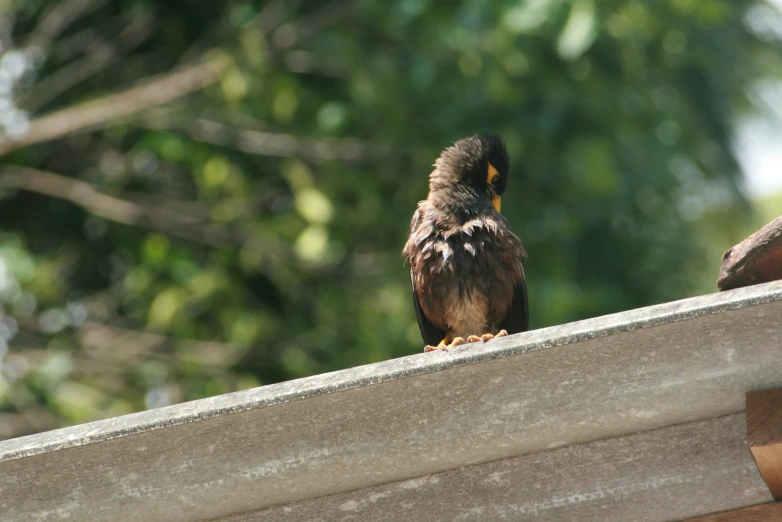 a bird perched on top of a cement ledge