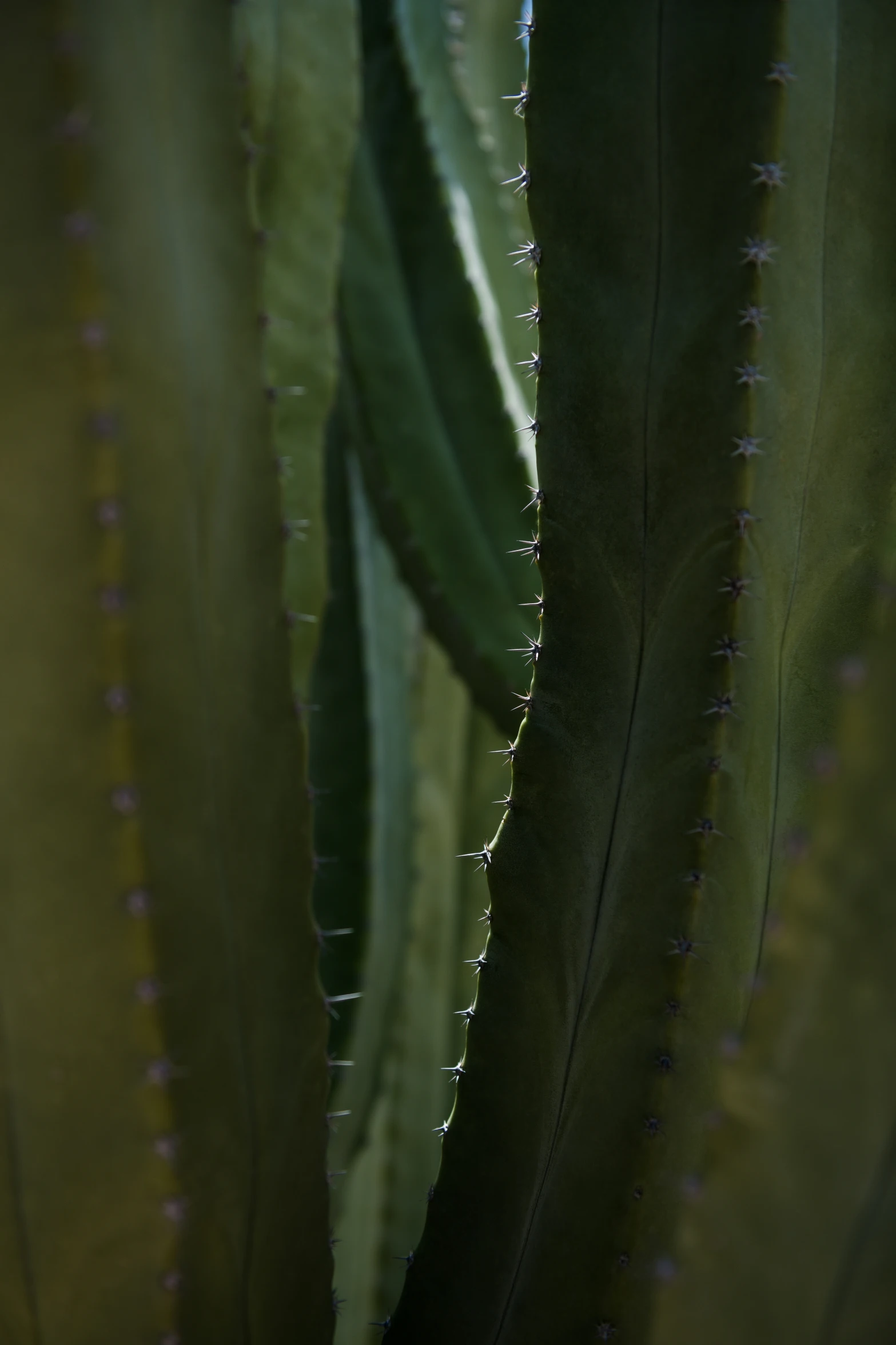 closeup of the center of a cactus plant