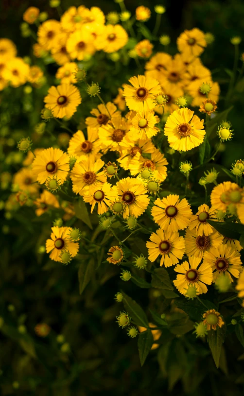 a bunch of yellow flowers sitting in a field