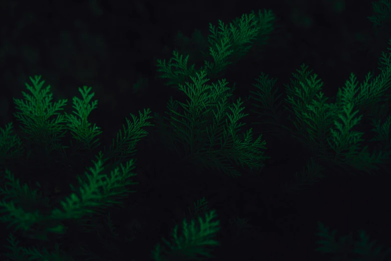 a close up view of the top of many green plants