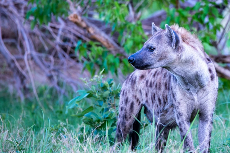 the small hyena is standing by itself in the wild