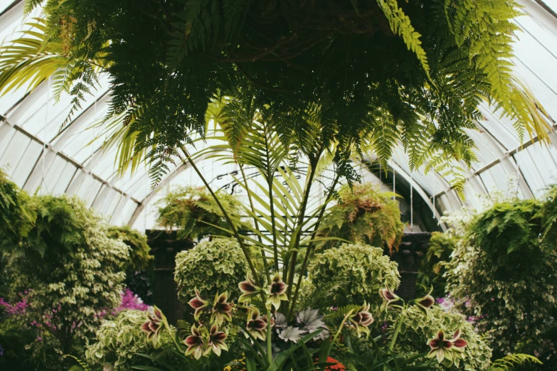 an image of the inside of a greenhouse