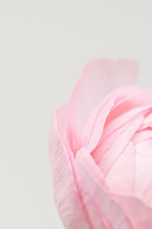 a small pink flower that is open in the sun