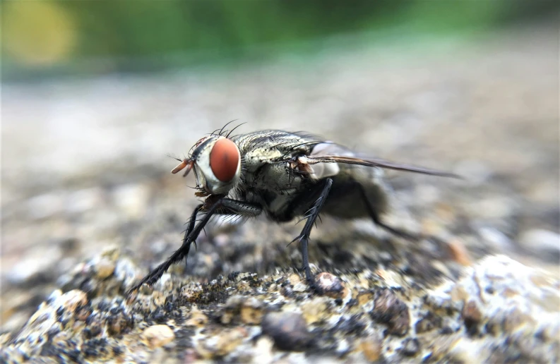 a close up image of a fly resting on rock