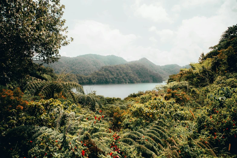 the forest and the lake on the far side is surrounded by trees and hills