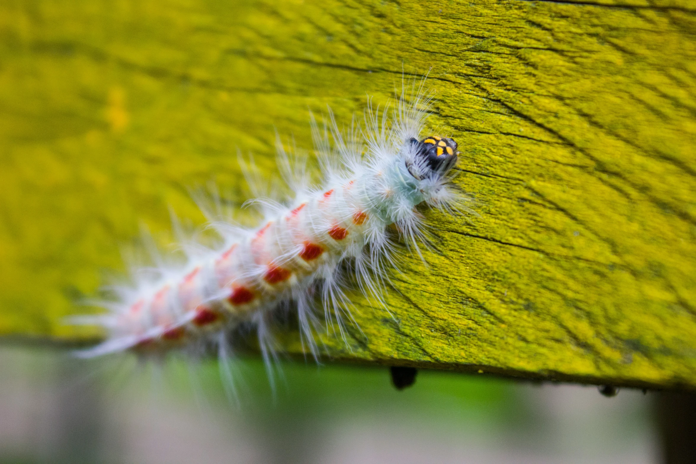 the erfly caterpillars have red dots on their wings