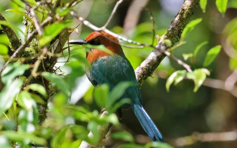 the colorful bird is perched on a tree nch