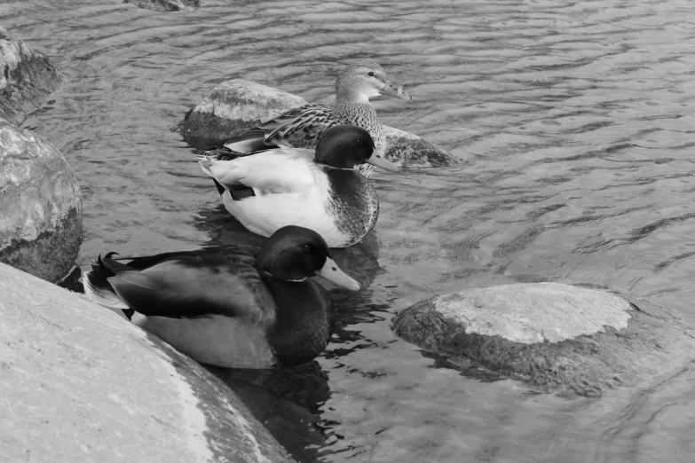 black and white pograph of ducks swimming on the water