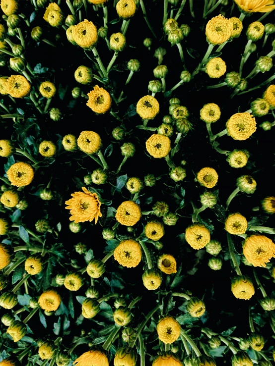 a close - up of yellow flowers surrounded by green leaves