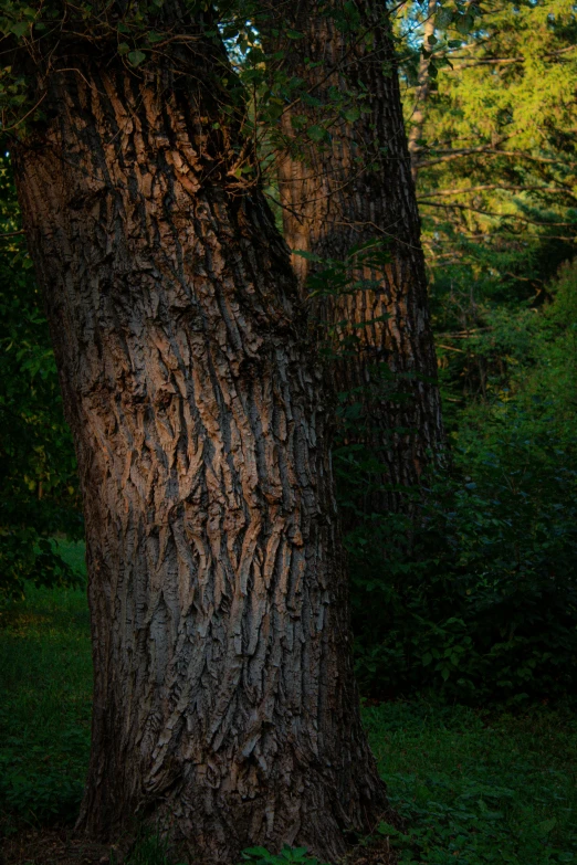 a bench sitting next to a very large tree