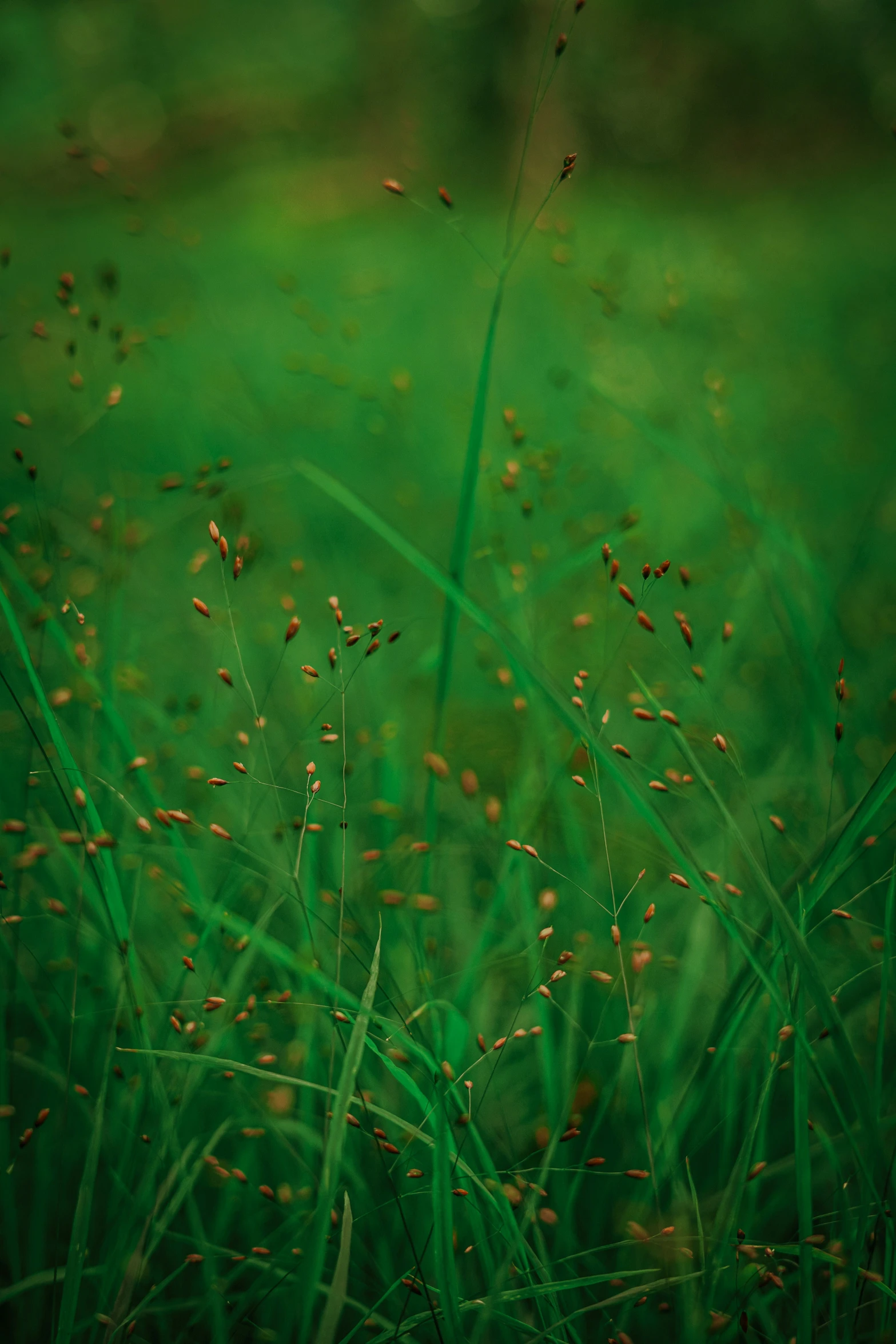 flowers are shown on the green grass