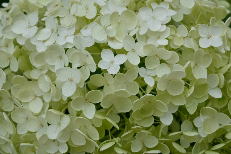 closeup po of the flowers of a hydrangea